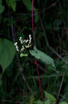 Fringed black bindweed